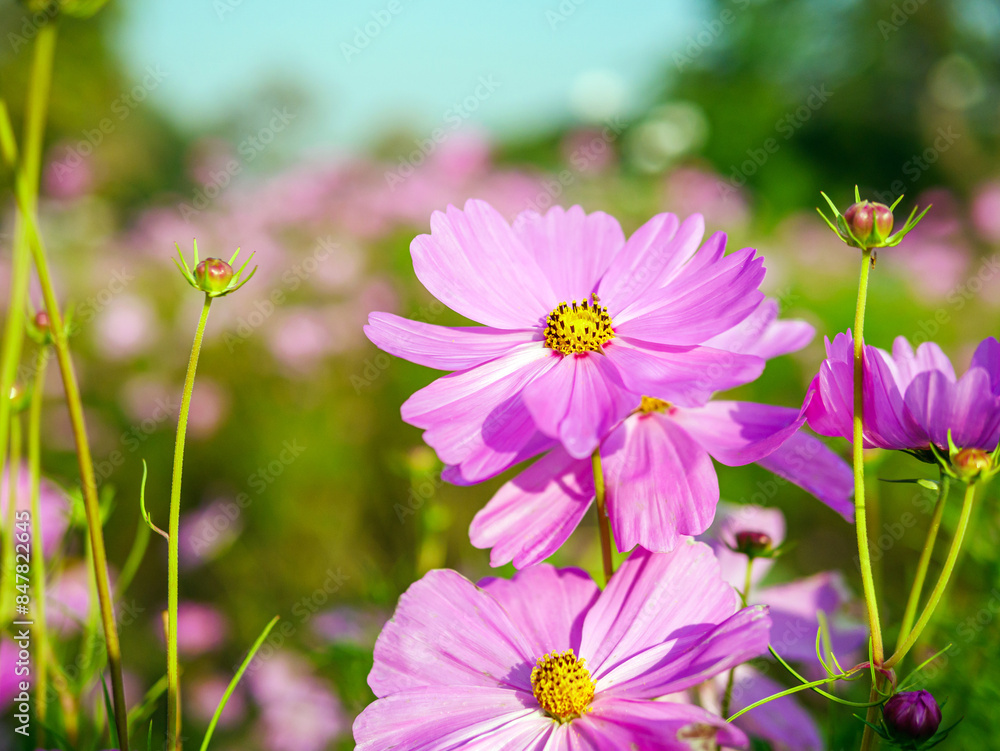 Close-up of beautiful cosmos flowers at cosmos field in moring sunlight. amazing of close-up of cosmos flower. nature flower background. Close-up of beautiful cosmos flowers at cosmos field in moring sunlight. amazing of close-up of cosmos flower. nature flower background.