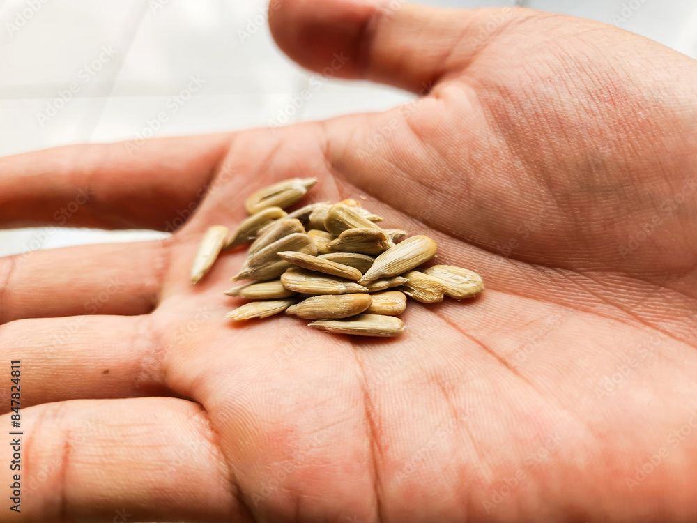Photo of Kuaci or Sunflower Seeds in the palm of the hand. A typical Indonesian snack made from dried and salted sunflower seeds.