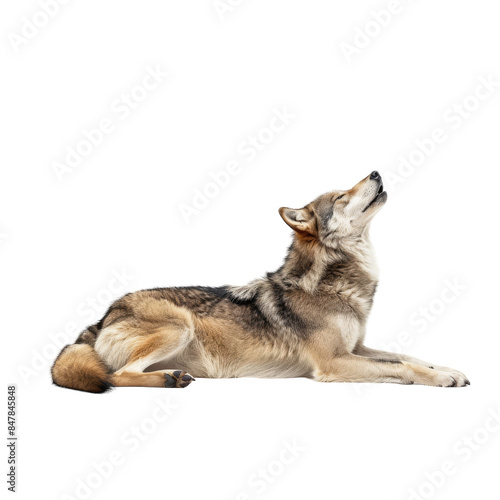 Wallpaper Mural Gray Wolf Lying Down, Looking Up, White Background Torontodigital.ca