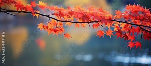 Blooming in autumn. Creative banner. Copyspace image