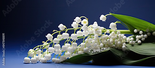 White Lily of the Valley and Blue Muscari. Creative banner. Copyspace image