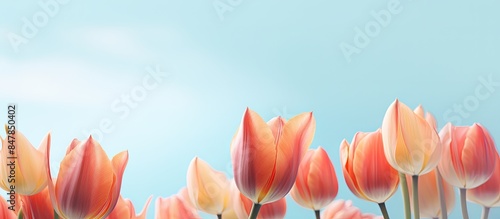 Tulip Tulipa turkestanica springtime detail. Creative banner. Copyspace image photo