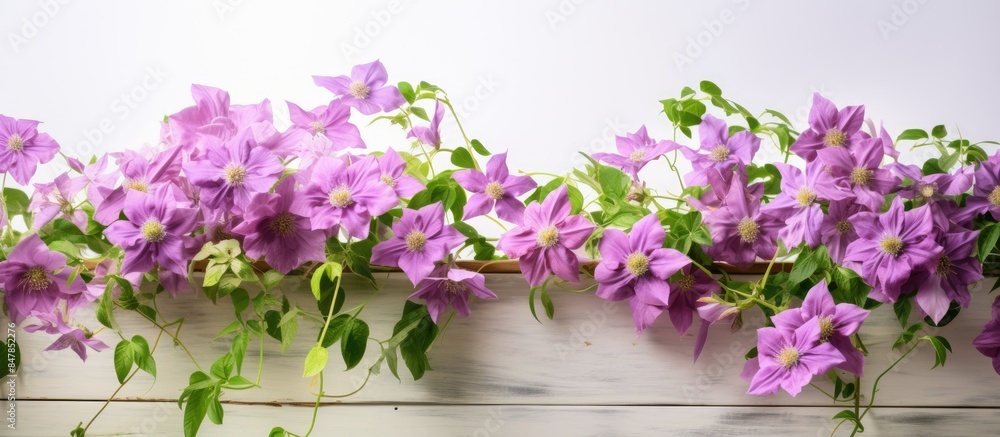 Beautiful floral background of clematis Isolated. Creative banner. Copyspace image Beautiful floral background of clematis Isolated. Creative banner. Copyspace image