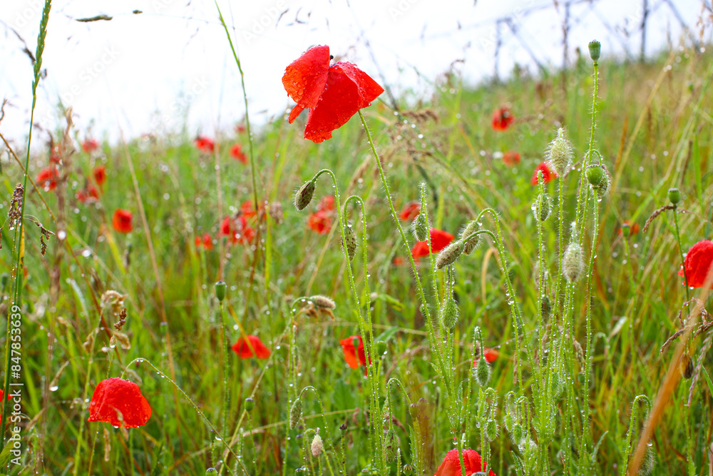 Obraz premium Field flowers in raindrops. Wet petals of red poppies and other wildflowers and herbs with raindrops close-up. Summer rainy day.