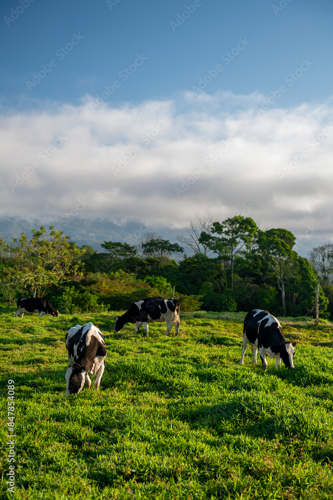 Black and white Holstein cows are grazing on a cold summer morning on a meadow in Chiriqui highlands, Panama -  stock photo