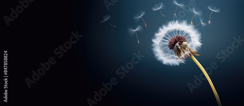 Large Dandelion Flower. Creative banner. Copyspace image