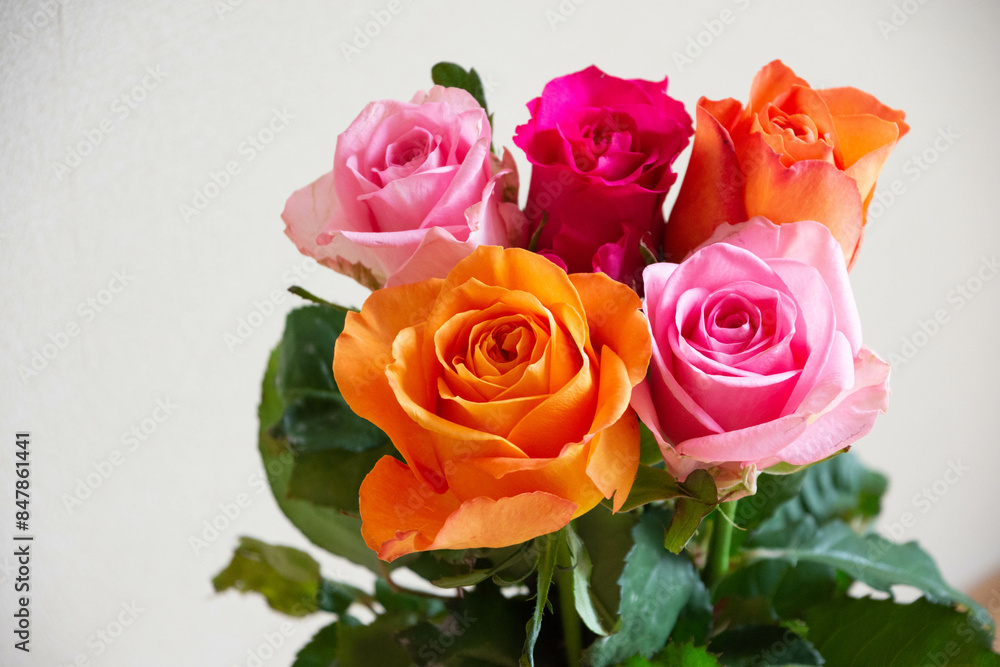 カラフルな薔薇