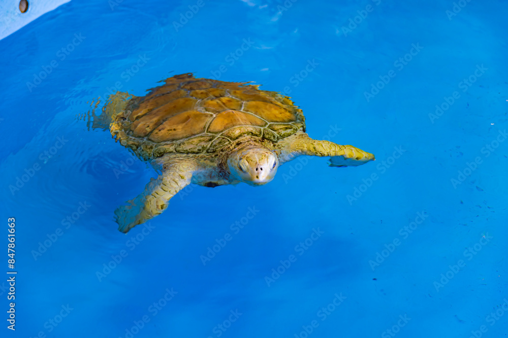 Obraz premium 小笠原諸島・父島 アオウミガメ 