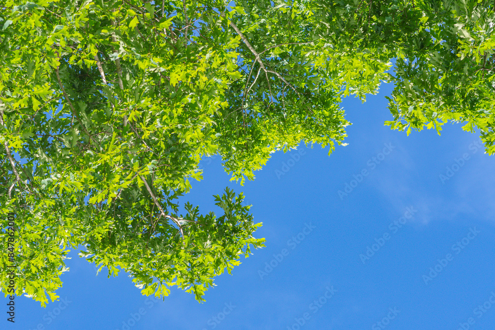 Fototapeta premium Lush tree crown foliage looking up, copy space Summer background image selective focus, clear blue sky