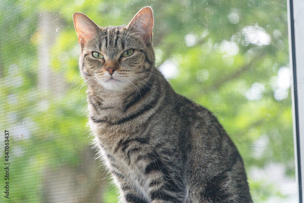 Selective focus portrait of house cat relaxing on porch railing, home pet indoor enjoying outside view, pets copy space image. Selective focus portrait of house cat relaxing on porch railing, home pet indoor enjoying outside view, pets copy space image.