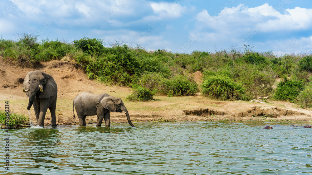 Fototapeta premium Elephants in a River. 