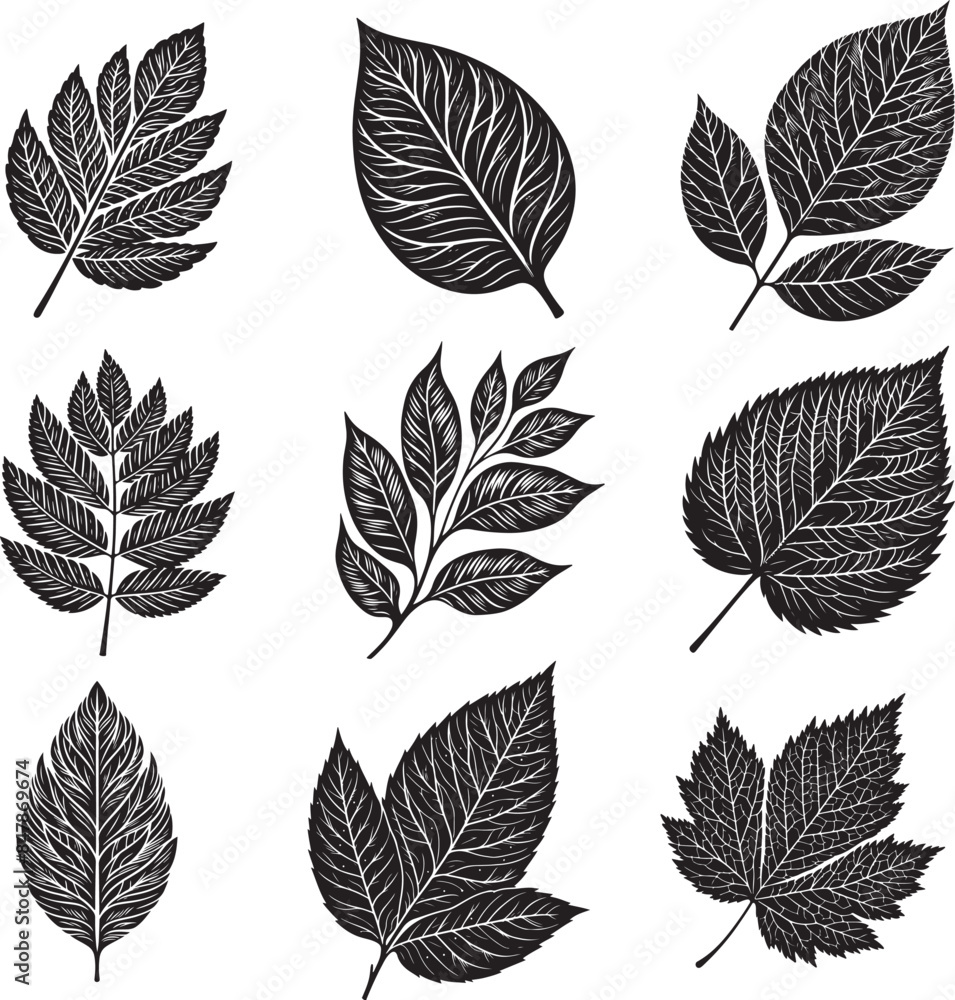 Obraz premium Black Leaf Inked Silhouette