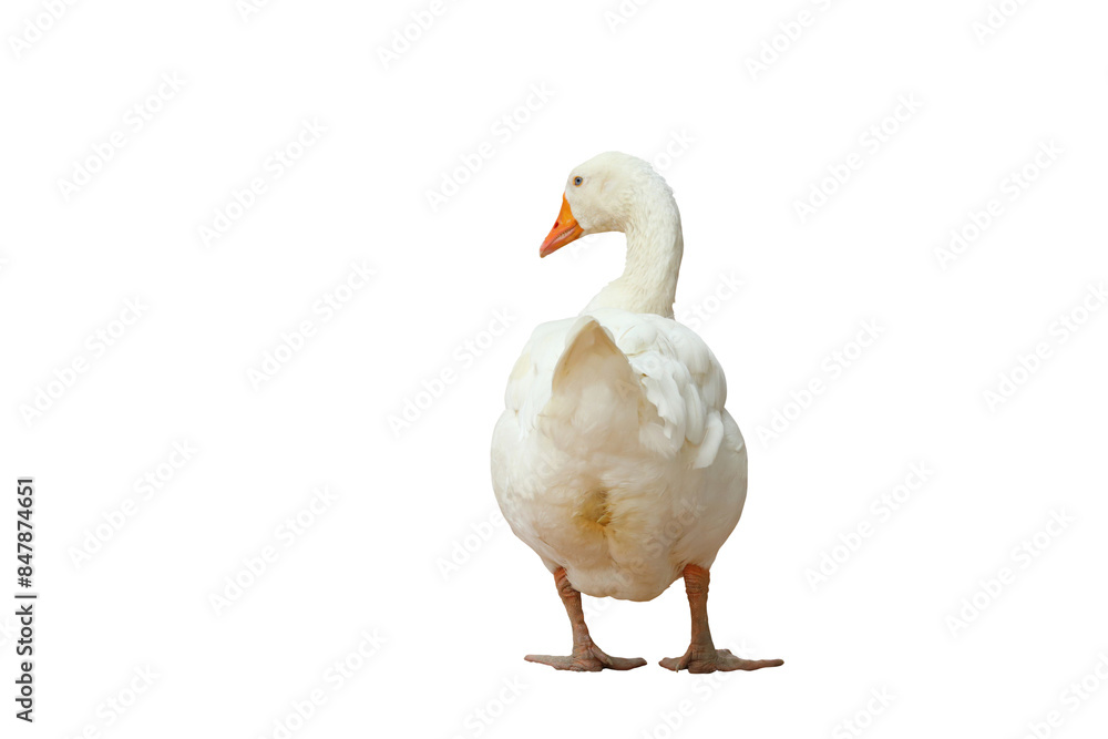 Beautiful American pekin isolated on transparent background png file Beautiful American pekin isolated on transparent background png file