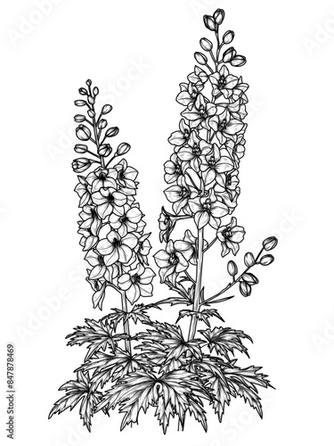 Vector illustration of delphinium flower in engraving style