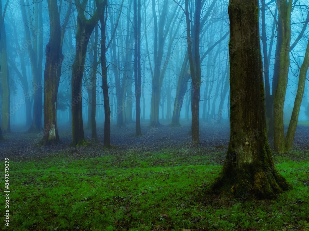Naklejka premium Mystical forest in the fog. Magical nature. Atmospheric woods, beautiful landscape. Misty background.