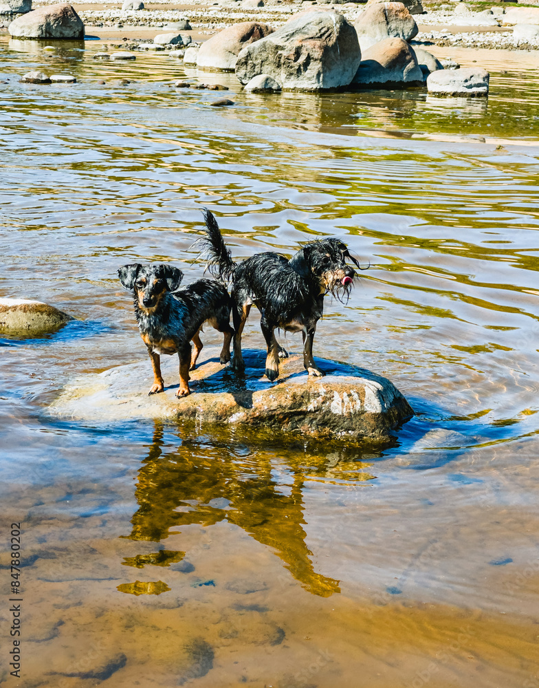 Two black bordeaux collie dogs swim in the lake. Two black bordeaux collie dogs swim in the lake.