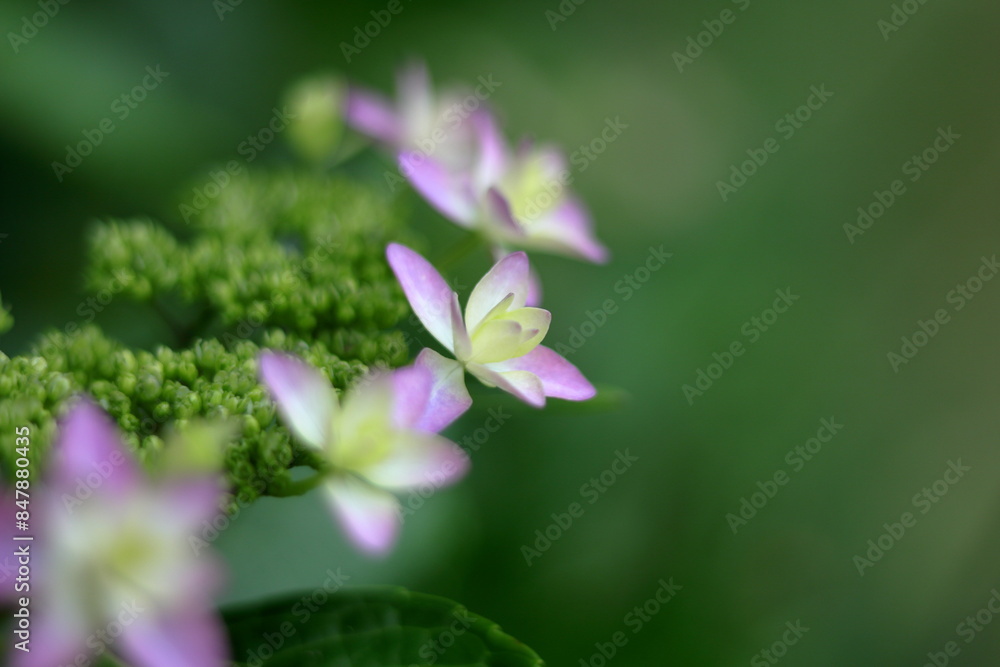 Obraz premium アジサイの花