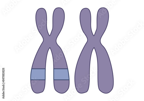Cromosomas morado de humano en fondo blanco