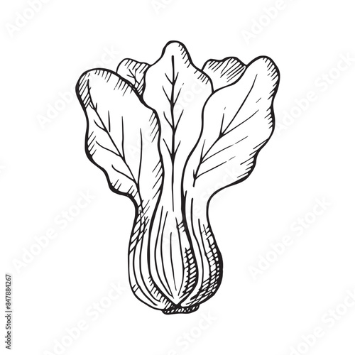 Cabbage Pak Choi hand drawn engraved vector illustration on isolated background. Line sketch of fresh bok choy plant, organic Chinese cabbage, Asian cuisine, leaf vegetable, farm food ingredient