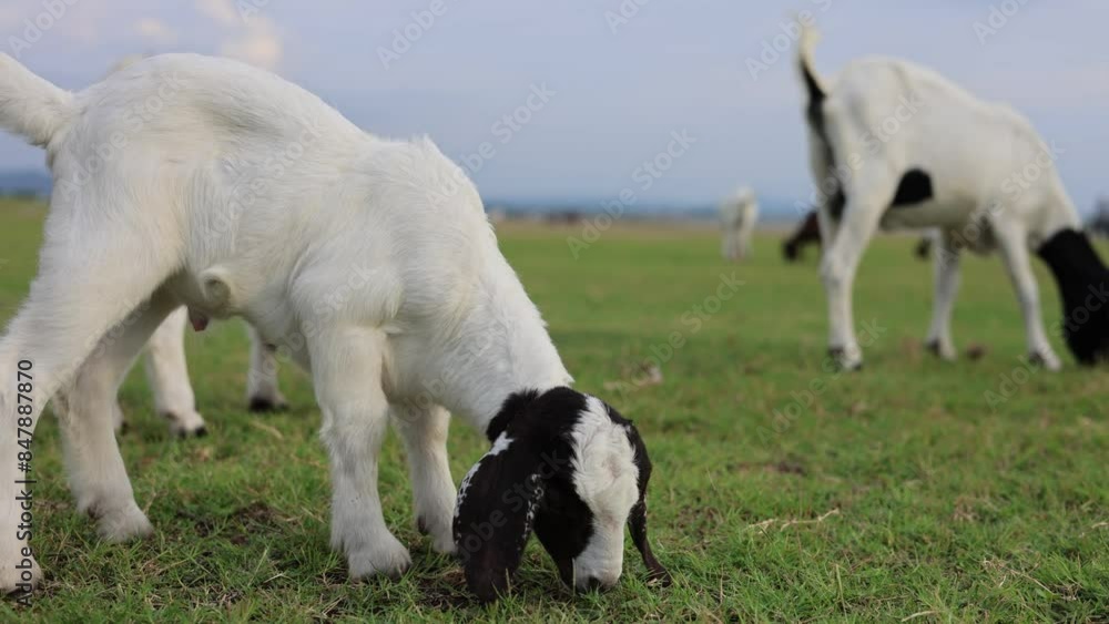 A group of white goats are grazing on the green field A group of white goats are grazing on the green field