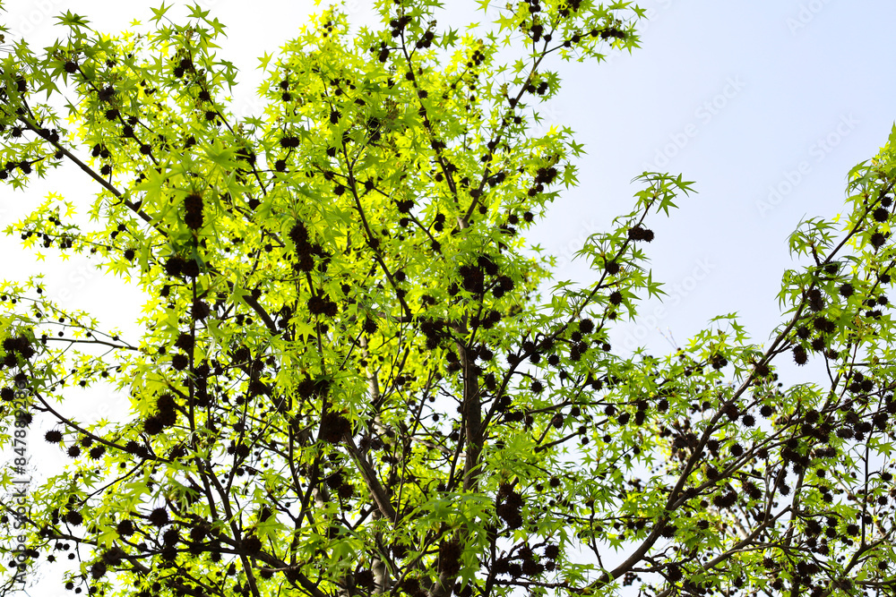 Fototapeta premium Aesculus Hippocastanum trees in El Retiro Park in Madrid city