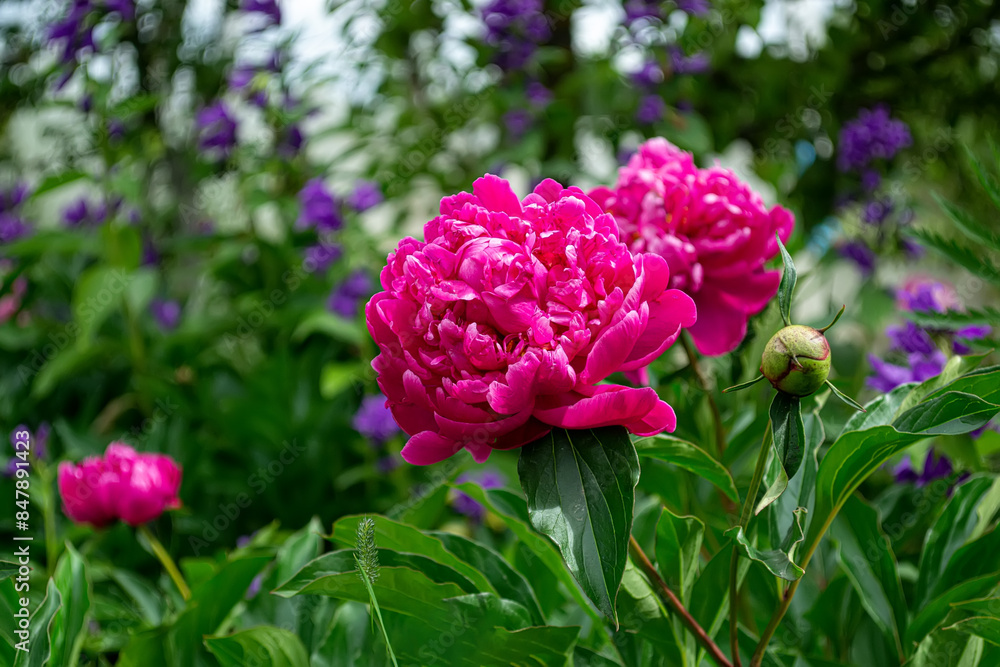 Obraz premium Pion. A genus of herbaceous perennials and deciduous shrubs.