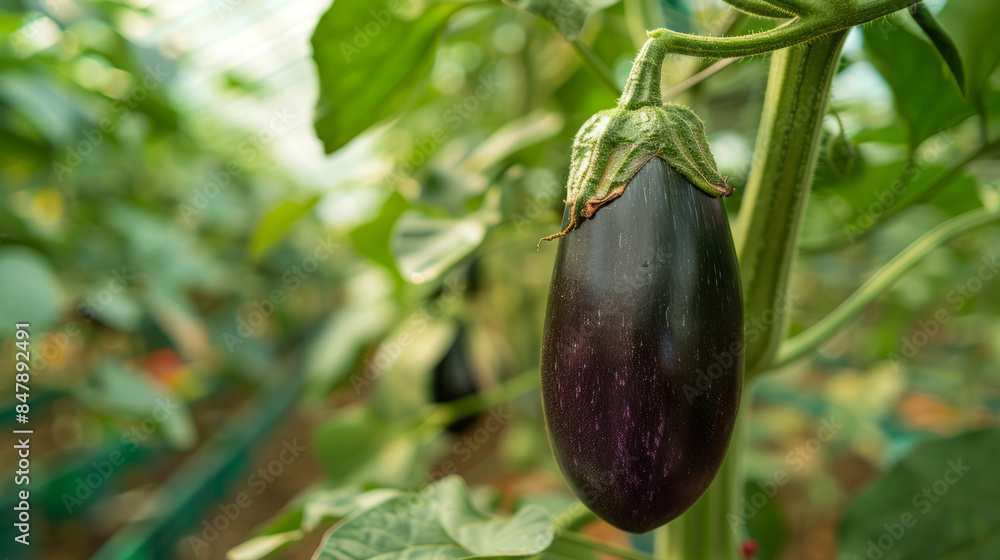 Eggplant growing in a greenhouse with lush green leaves Eggplant growing in a greenhouse with lush green leaves