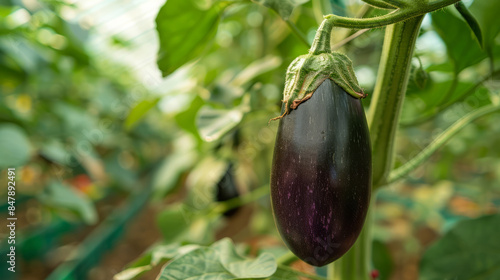 Eggplant growing in a greenhouse with lush green leaves