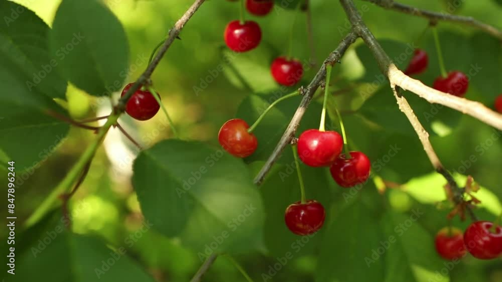 A tart red cherry hangs on a tree branch. Red cherry hangs on a cherry tree. Cultivation of cherries. A tart red cherry hangs on a tree branch. Red cherry hangs on a cherry tree. Cultivation of cherries.