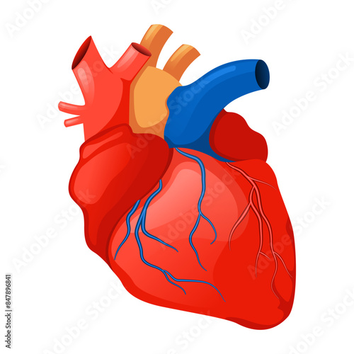 Human heart internal organ