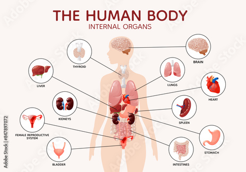 Human female body anatomy internal organs and parts diagram poster