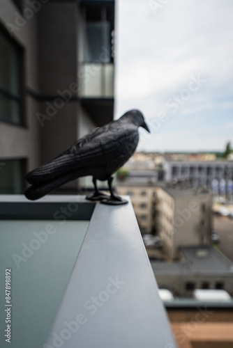 Foto black ravens - artificial traps for animals to deter