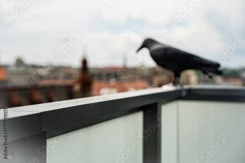 black ravens - artificial traps for animals to deter