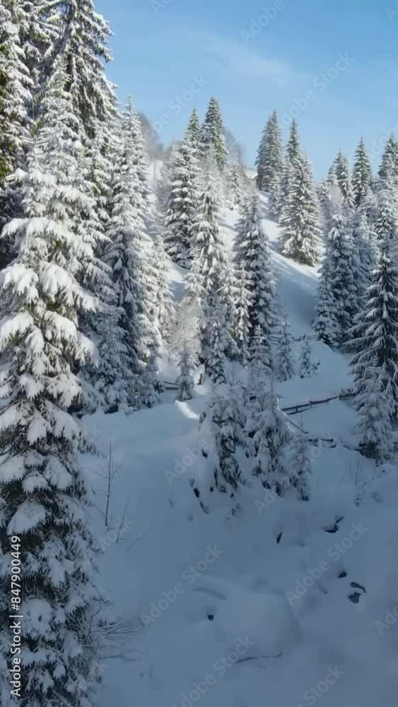 Aerial view of beautiful snow forrest during winter Aerial view of beautiful snow forrest during winter
