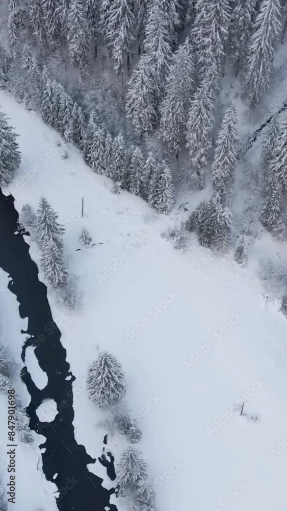 Aerial view of beautiful snow forrest during winter Aerial view of beautiful snow forrest during winter