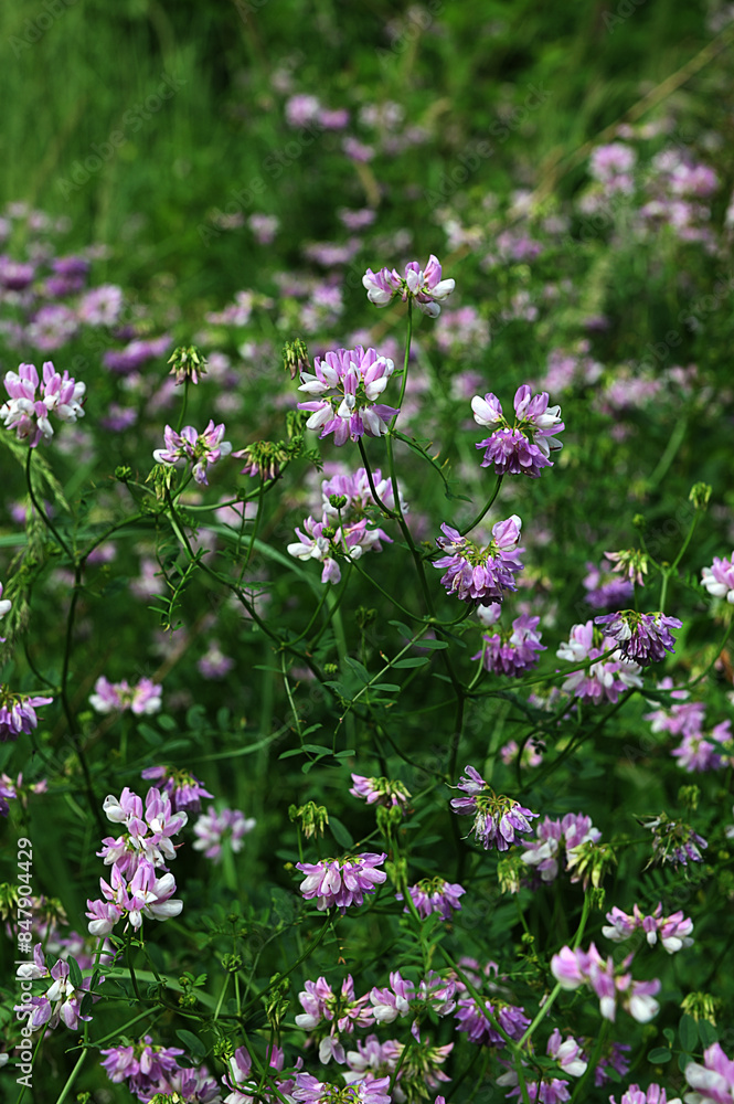 Beautiful, delicate white and pink flowers of crown vetch (Securigera varia) Beautiful, delicate white and pink flowers of crown vetch (Securigera varia)