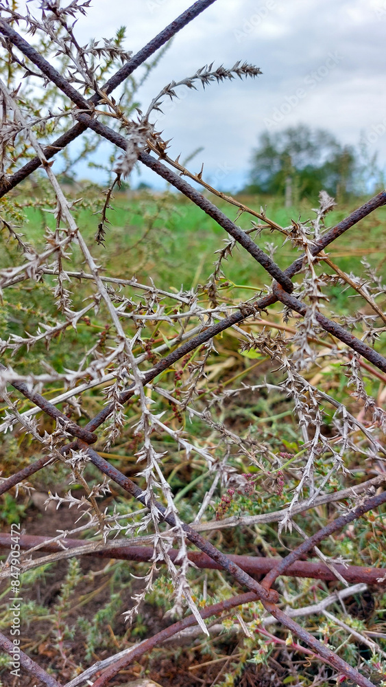 A chain link with a dried plant with thorns woven through it on a background of green grass and the sky A chain link with a dried plant with thorns woven through it on a background of green grass and the sky