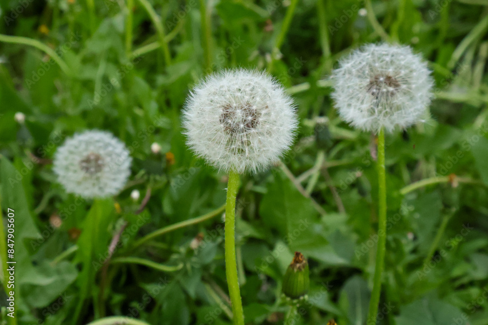 Three white dandelions on a background of green grass lawn Three white dandelions on a background of green grass lawn