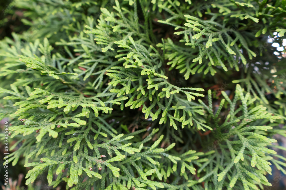 Green branches of a juniper bush close-up Green branches of a juniper bush close-up