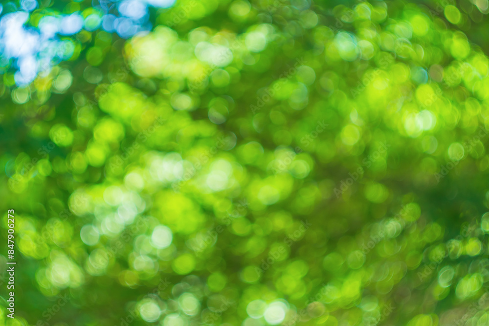 Abstract blurred green background with silhouettes of trees and leaves with warm bright sunlight for blank artwork with bokeh. The atmosphere of a cozy walk in nature. Abstract blurred green background with silhouettes of trees and leaves with warm bright sunlight for blank artwork with bokeh. The atmosphere of a cozy walk in nature.