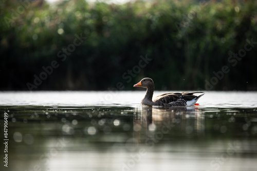 schwimmende Gans photo