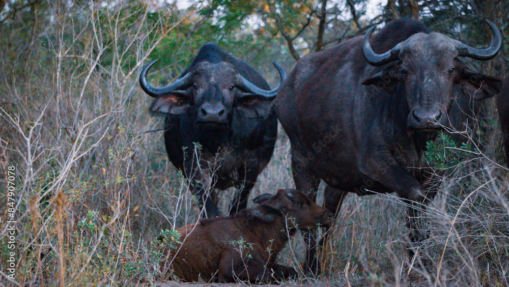 African Buffalo in wild - surrounded by green and brown trees - daylight and natural light. African Buffalo in wild - surrounded by green and brown trees - daylight and natural light.