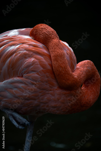 Flamingo