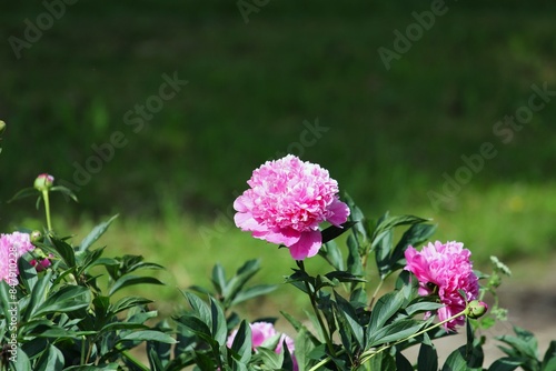 Wallpaper Mural beautiful light purple peony flowers on a green blurred background Torontodigital.ca