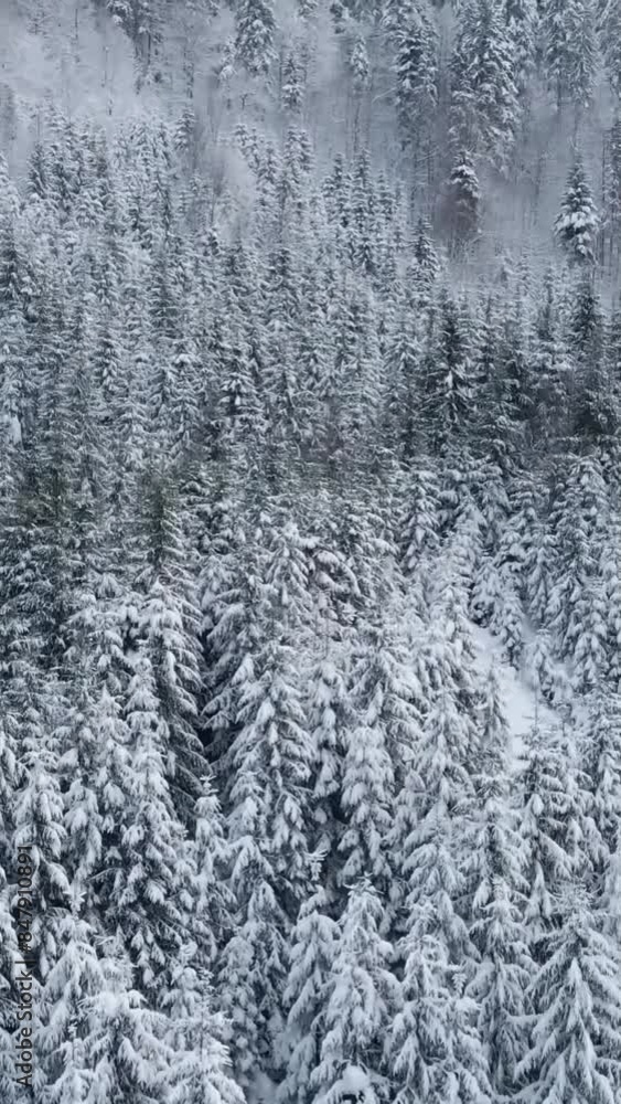 Aerial view of beautiful snow forrest during winter Aerial view of beautiful snow forrest during winter