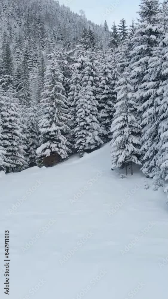 Aerial view of beautiful snow forrest during winter Aerial view of beautiful snow forrest during winter
