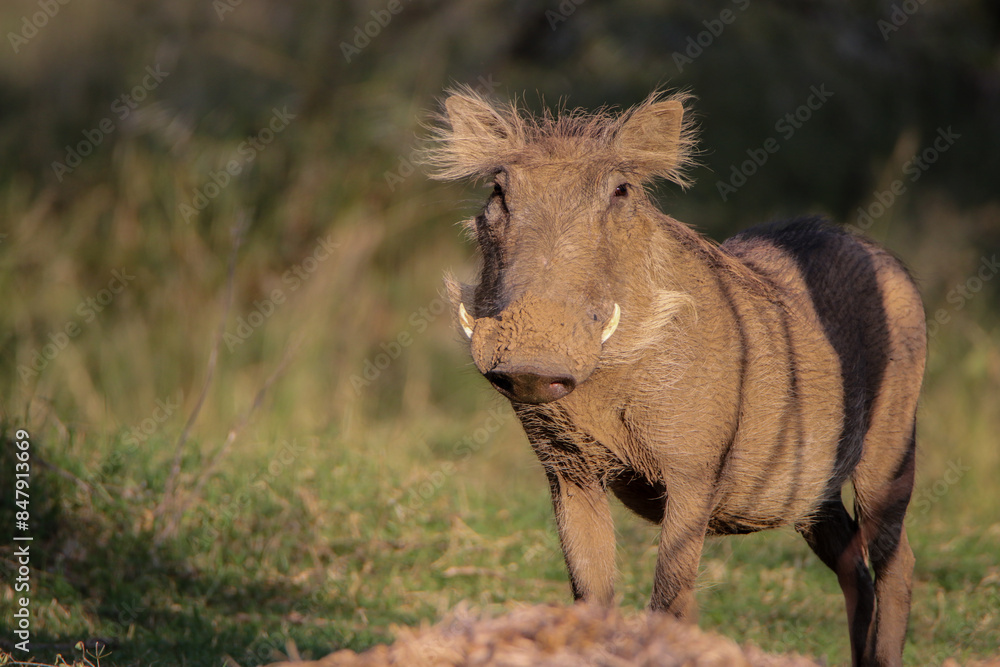 Fototapeta premium warthog grazing