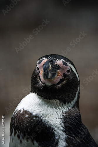 Pinguin Portrait