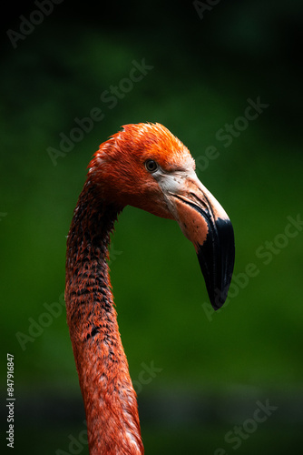 Flamingo Portrait