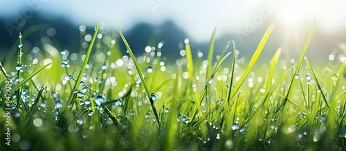 Panel kuchenny z motywem Close up of fresh morning dew droplets on green spring grass with blue sky Bright outdoors blurred background. Creative banner. Copyspace image